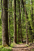 Nature Walk Early Spring Photograph by Rebecca Sherman
