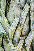 Natures Abstract Photograph by Julie Palencia