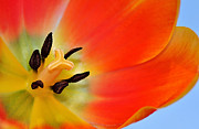 Nature's Amazing Colors Photograph by Kaye Menner