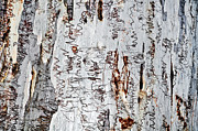 Nature's Art - The Scribbly Gum Photograph by Kaye Menner Nature's Art - The Scribbly Gum Photograph by Kaye Menner