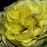 Nature's Colors 5 Photograph by Mel Ashar
