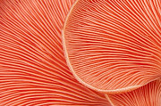 Nature's Patterns Photograph by Marilyn Cornwell