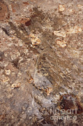 Nautiloid Fossil From The Grand Canyon Photograph by William H. Mullins