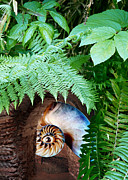 Nautilus Landscape Digital Art by Lisa Yount