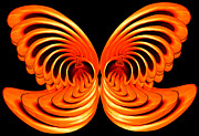 Nautilus Wings Photograph by Jim Painter