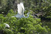 Need More Branches Photograph by Carolyn Marshall