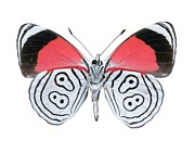 Neglected '89' Butterfly Photograph by Science Photo Library