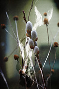 New Beginnings and Fairytales Photograph by Rebecca Sherman