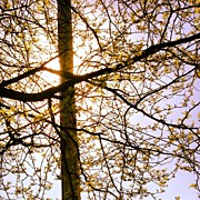 New Leaves  Photograph by Christy Beckwith