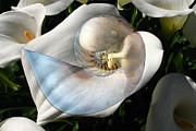 New Life Digital Art by Lisa Yount