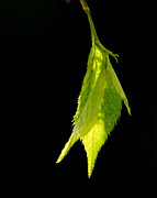 New Life Photograph by Ron Roberts