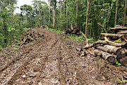 New Road Cut Through Tropical Rainforest Photograph by Science Photo Library