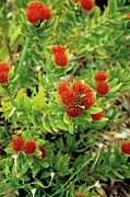 New Zealand Christmas Tree Flowers Photograph by Science Photo Library