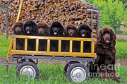 Newfoundland With Puppies Photograph by Rolf Kopfle Newfoundland With Puppies Photograph by Rolf Kopfle