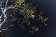Night Photograph by Lois Bryan