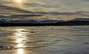 Nizina River Overflow Ice Photograph by Fred Denner