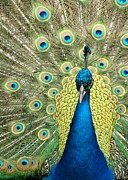 Noble Peacock Photograph by Sabrina L Ryan
