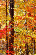 North Georgia Autumn Leaves Photograph by Bruce Gourley