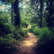 North Georgia Trail Photograph by Daniel Eskridge