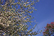 North Puffin Apple Blossoms Photograph by R B Harper