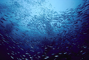 Northern Anchovies San Clemente Photograph by Flip Nicklin Northern Anchovies San Clemente Photograph by Flip Nicklin