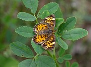 Northern Crescent Butterfly Photograph by Peggy King