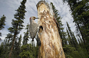 Northern Flicker At Nest Cavity Photograph by Michael Quinton