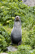 Northern Fur Seal Photograph by Mark Newman Northern Fur Seal Photograph by Mark Newman