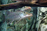 Northern Pike Photograph by Shane Bechler Northern Pike Photograph by Shane Bechler