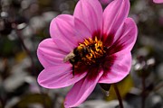 Nosy Bumble Bee Photograph by Scott Lyons Nosy Bumble Bee Photograph by Scott Lyons