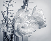 Not Quite Black and White Photograph by Len Romanick