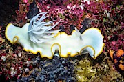 Nudibranch On A Reef Photograph by Science Photo Library