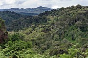 Nyungwe National Park Photograph by Science Photo Library