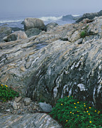 Ocean Point Silver Weed-V Photograph by Tom Daniel