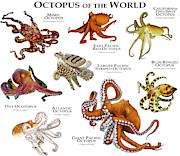 Octopus Of The World Photograph by Roger Hall Octopus Of The World Photograph by Roger Hall