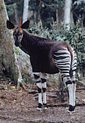 Okapi Photograph by George Holton Okapi Photograph by George Holton