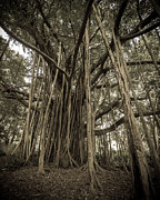 Old Banyan Tree Photograph by Adam Romanowicz