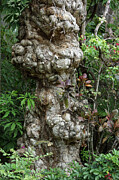Old Tree Photograph by Rafael Salazar