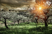 Olive Trees In Chieti, Abruzzo, Italy Photograph by Walter Zerla