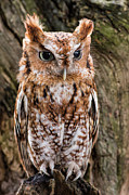 On Alert Photograph by Dale Kincaid