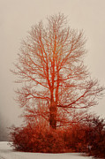 On Fire In The Fog Photograph by Lois Bryan