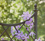 On The Fence Photograph by Kim Hojnacki
