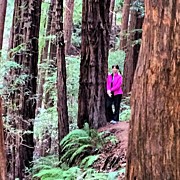 On The Ocean View Trail In Muir Woods! Photograph by Harlan Hutson