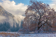 One Beauty Photograph by Jonathan Nguyen