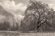 One Beauty Sepia Photograph by Jonathan Nguyen One Beauty Sepia Photograph by Jonathan Nguyen