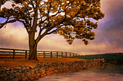 One Tree Hill Photograph by Lois Bryan