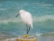 One with Nature - Snowy Egret Photograph by Kim Hojnacki One with Nature - Snowy Egret Photograph by Kim Hojnacki