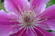Opening up for Spring Photograph by Richard Reeve