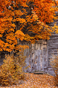 Orange and gold foliage hide the barn Photograph by Jeff Folger