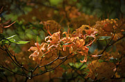 Orange Azaleas Photograph by Penny Lisowski